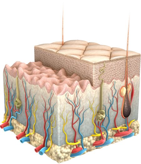 Kůže a její vrstvy