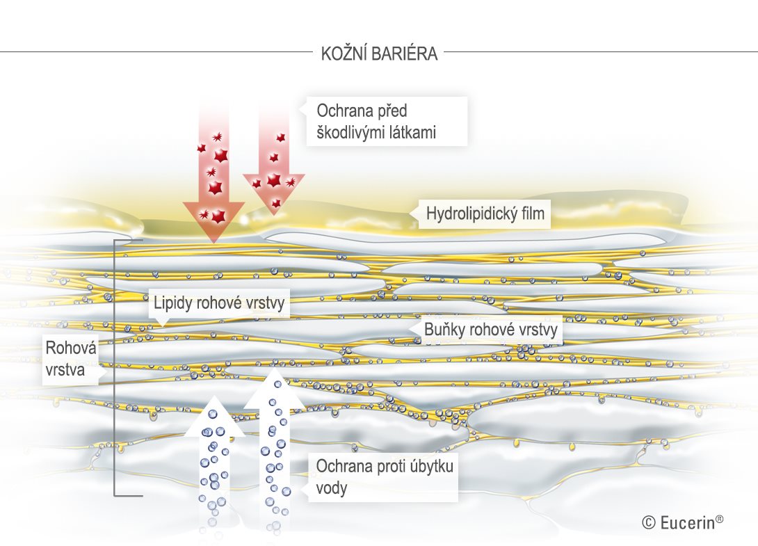 Obrázek kůže a rohové vrstvy